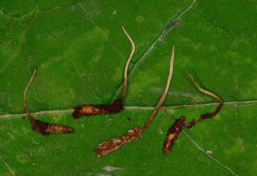 Image of Ophiocordyceps stylophora (Berk. & Broome) G. H. Sung, J. M. Sung, Hywel-Jones & Spatafora 2007