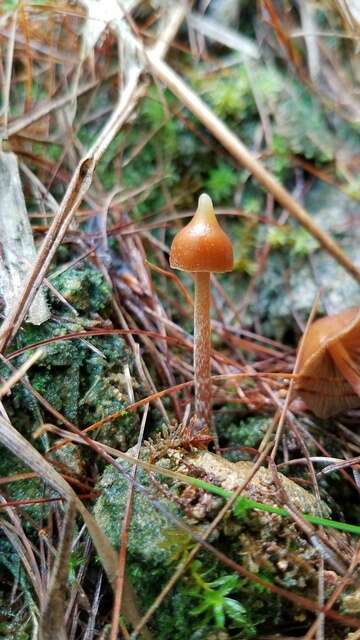 Image of <i>Psilocybe hoogshagenii</i>