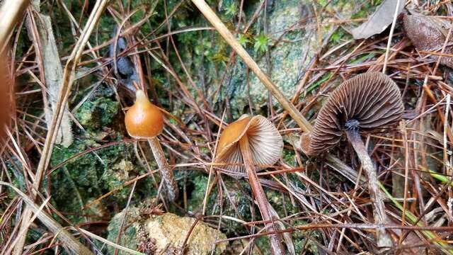 Image of <i>Psilocybe hoogshagenii</i>