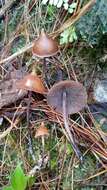 Image of <i>Psilocybe hoogshagenii</i>