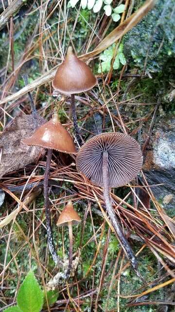 Image of <i>Psilocybe hoogshagenii</i>