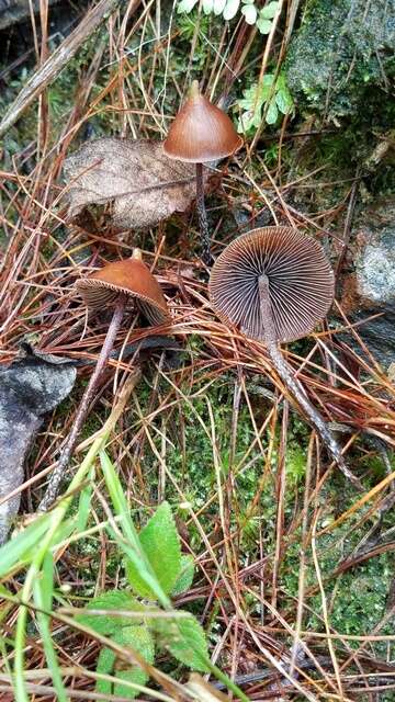 Image of <i>Psilocybe hoogshagenii</i>