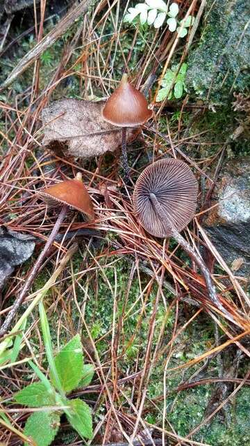 Image of <i>Psilocybe hoogshagenii</i>