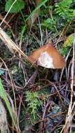 Image of <i>Psilocybe hoogshagenii</i>