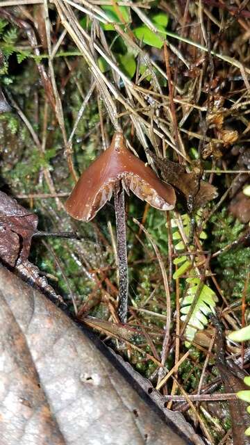 Image of <i>Psilocybe hoogshagenii</i>