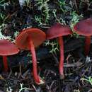 Image of Cortinarius cruentoides Soop 2014