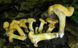 Image of Cantharellus lateritius (Berk.) Singer 1951