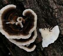 Image of Trametes