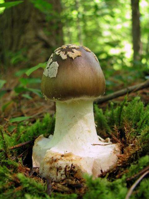 Image of Amanita brunnescens G. F. Atk. 1918