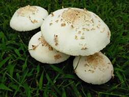 Image de Chlorophyllum