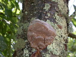 Image of Phellinus