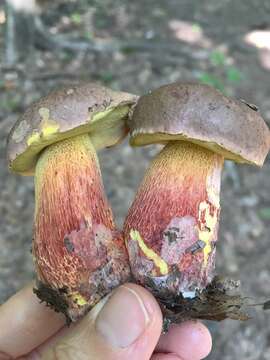 Image of Boletus billieae Both, Bessette & W. J. Neill 2001