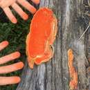 Sivun Trametes coccinea (Fr.) Hai J. Li & S. H. He 2014 kuva