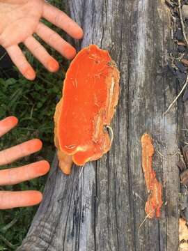 Image of Trametes