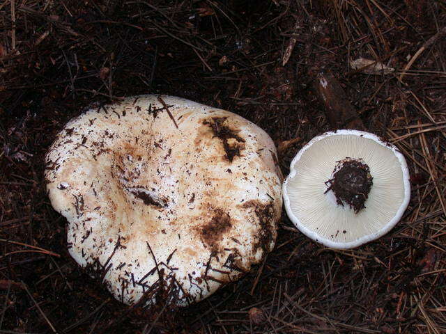 Russula brevipes Peck 1890 resmi