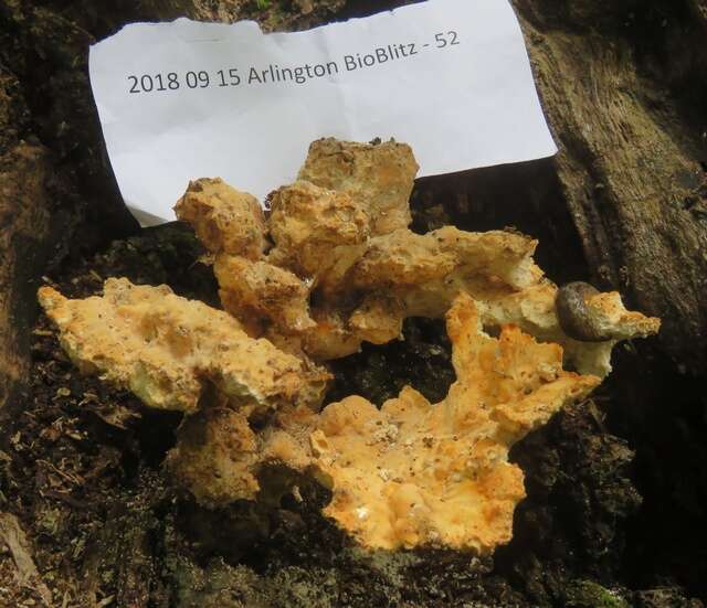 Image of Laetiporus