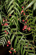 Image of Peruvian peppertree