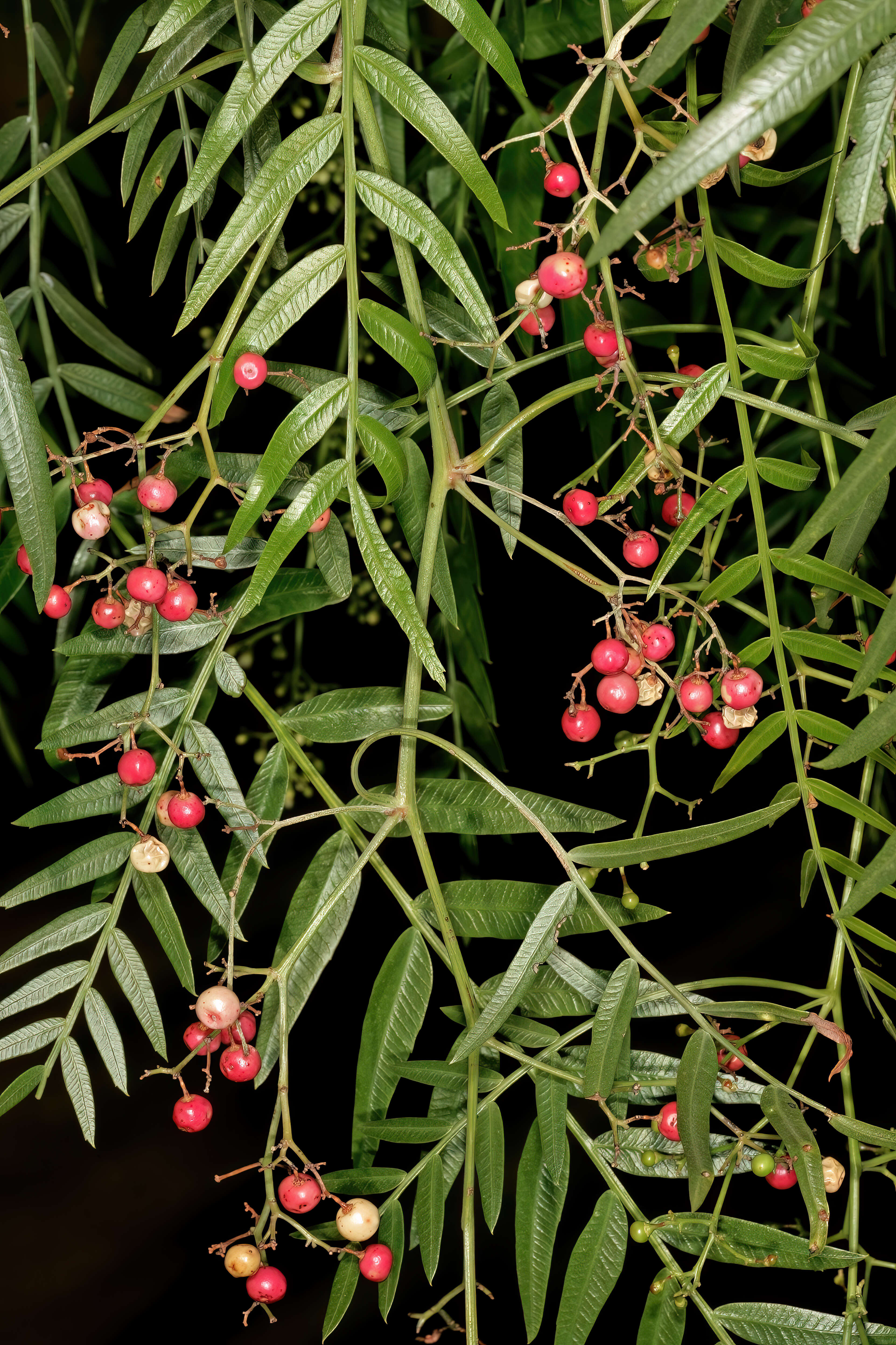 Image of Peruvian peppertree