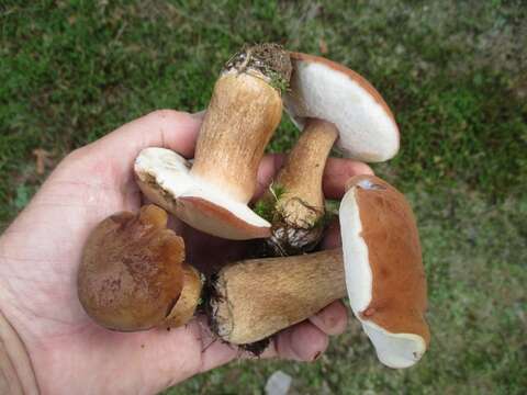 Imagem de Tylopilus ferrugineus (Frost) Singer 1947