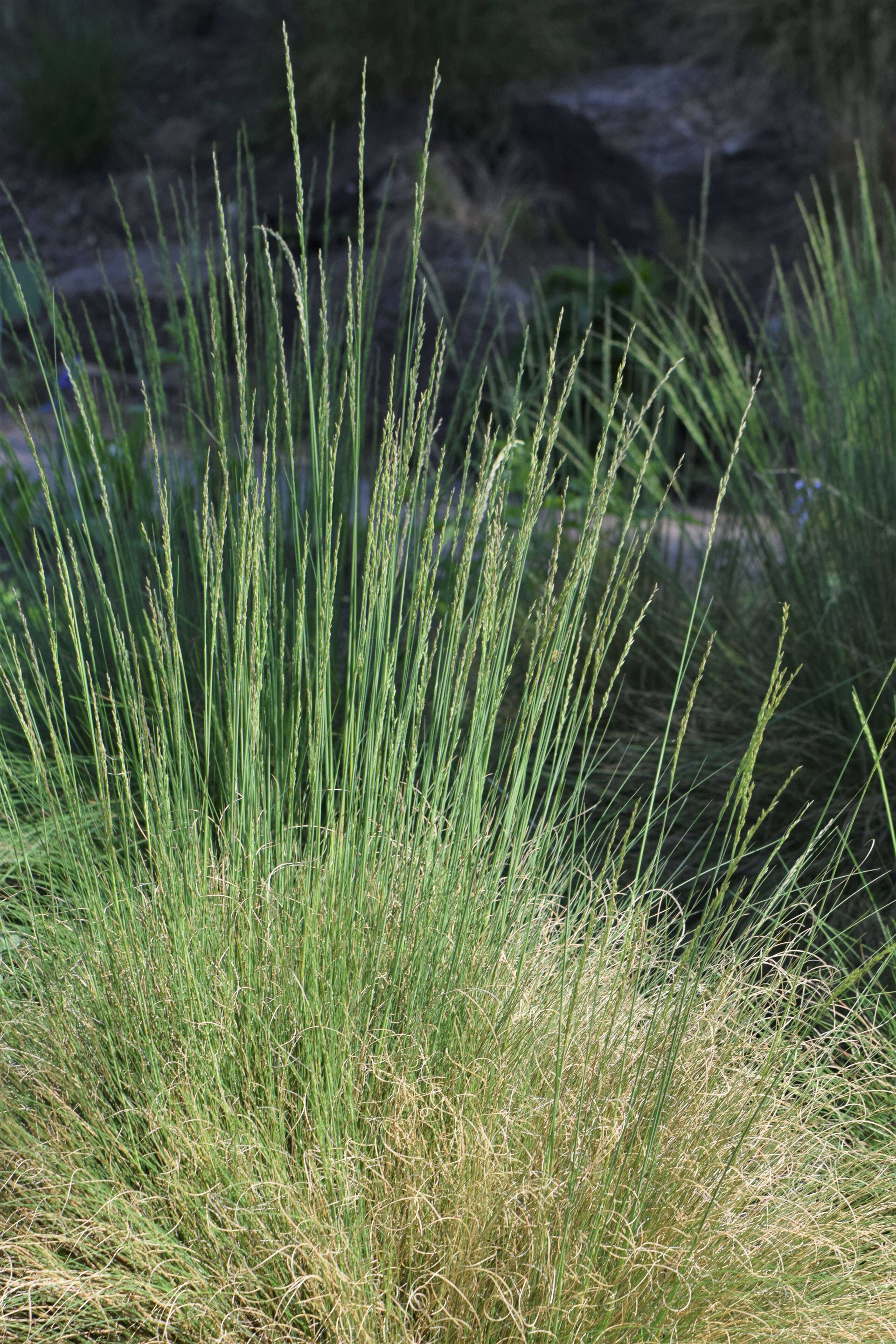 Plancia ëd Festuca elegans Boiss.