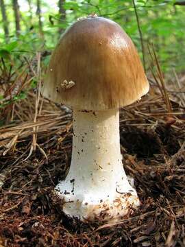 Image of Amanita brunnescens G. F. Atk. 1918