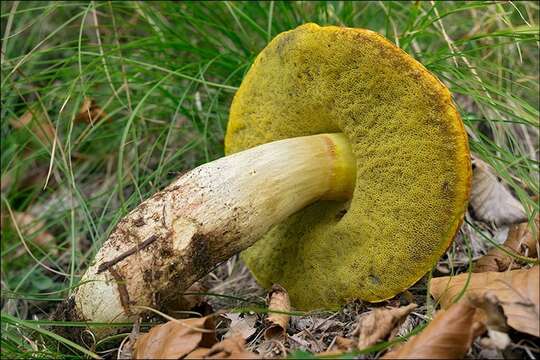 Image of Hemileccinum