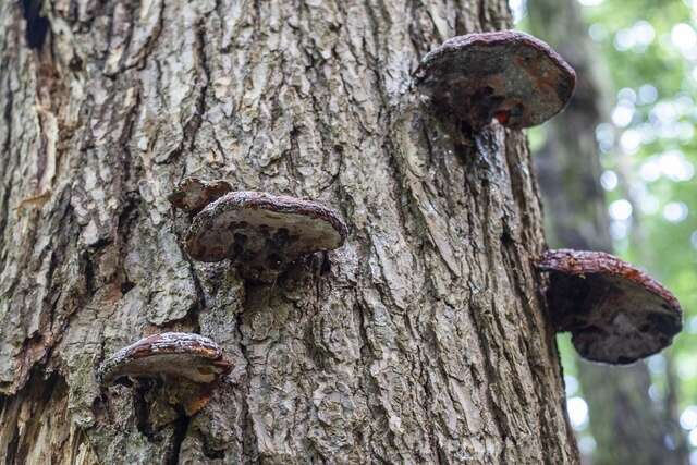 Image of Ganoderma tsugae Murrill 1902