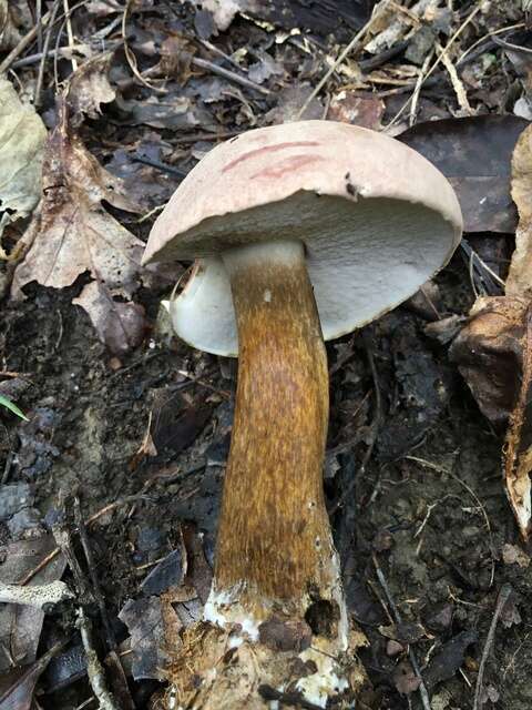 Image of Reddish brown bitter bolete