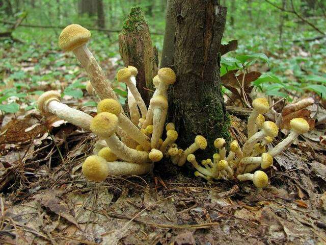 Image of Honey Fungus