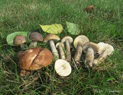 Image of Leccinum