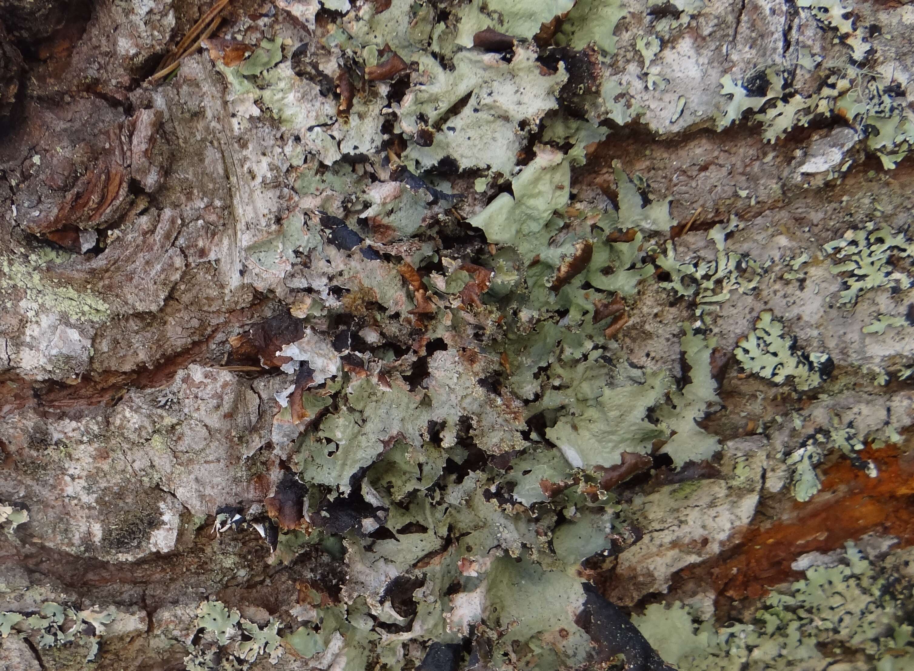 Image of Varied Rag Lichen