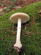 Image of Amanita crenulata Peck 1900