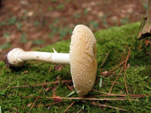 Image of Amanita crenulata Peck 1900