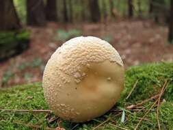 Image of Amanita crenulata Peck 1900