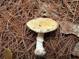 Image of Amanita crenulata Peck 1900