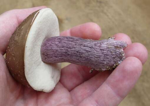 Image of Tylopilus plumbeoviolaceus (Snell & E. A. Dick) Snell & E. A. Dick 1941