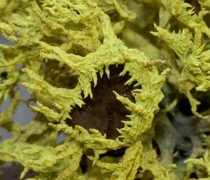 Image of wolf lichen