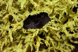 Image of wolf lichen