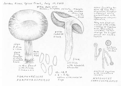 Image of Porphyrellus