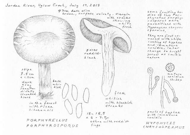 Image of Porphyrellus