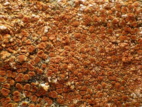 Image of Firedot lichens