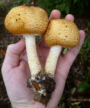 Image of Agaricus nanaugustus Kerrigan 2016