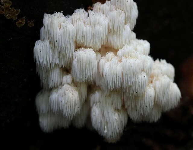 Image of Hericium americanum Ginns 1984