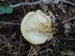 Image of Lactarius payettensis A. H. Sm. 1960