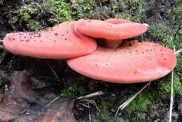 Image of Fistulinaceae