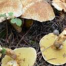 Suillus decipiens (Peck) Kuntze 1898的圖片