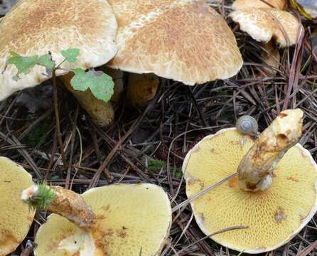 Sivun Suillus decipiens (Peck) Kuntze 1898 kuva