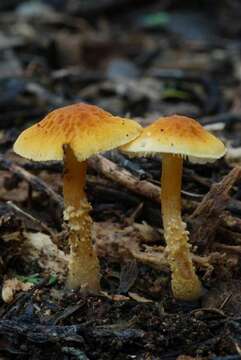 Image of Cystoderma simulatum P. D. Orton 1960