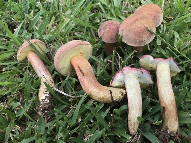 Image of Boletus patrioticus T. J. Baroni, Bessette & Roody 1998