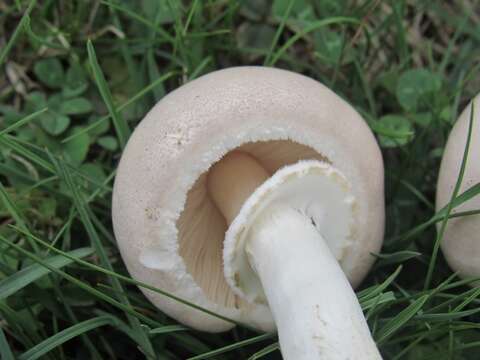 Image of Leucoagaricus